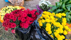 Поездка за растишками.Купили саженцы.Жизнь станичная на пенсии.