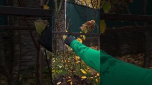 Как подготовить гортензию к зиме — чтобы весной рванула в рост