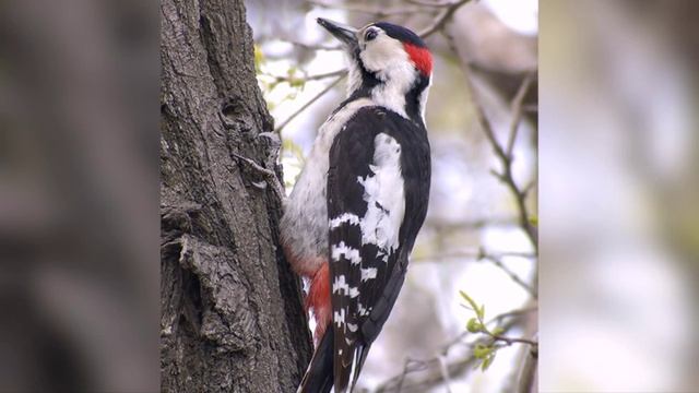 Ваталинка-Горлица и дятел.mp4 смотреть онлайн