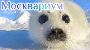 Нерпы. Байкальская нерпа. Мимимишные пухляши. Океанариум. Москвариум. Октябрь 2025