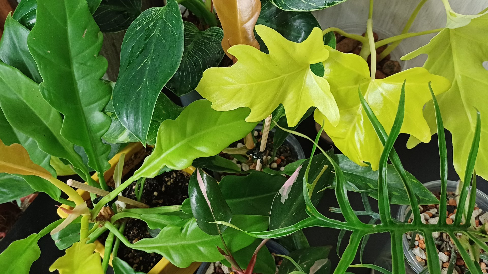 ФилодЕндроны😉😁🌿 Осень'25🍁☂️🌦