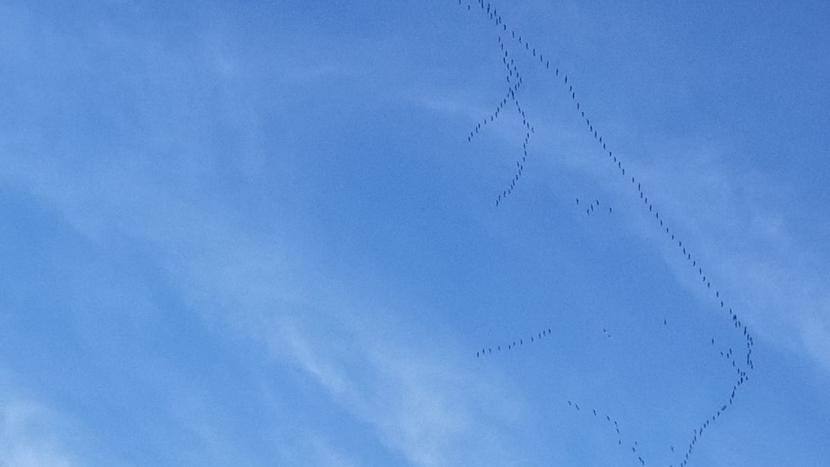 Охота в Ленинградской области сезон 2025-2026