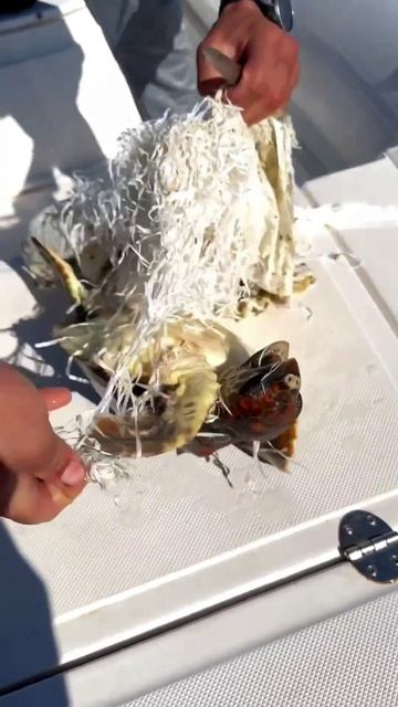 Релакс от спасения черепашки