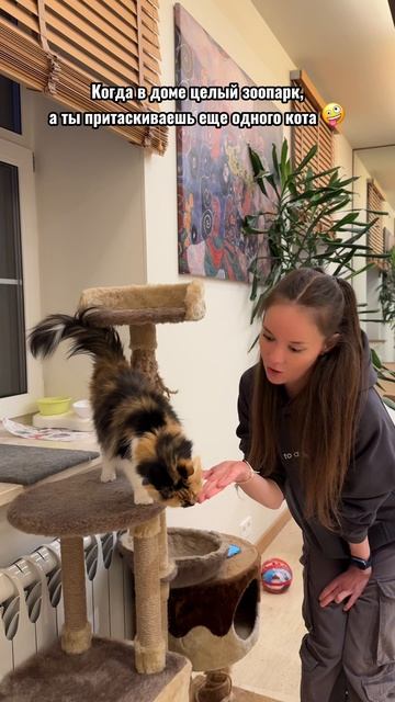 Почему у кота глаза грустные?