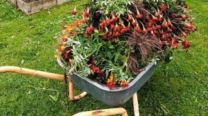 БАРХАТЦЫ КАК УДОБРЕНИЕ ДЛЯ ПОЧВЫ👍