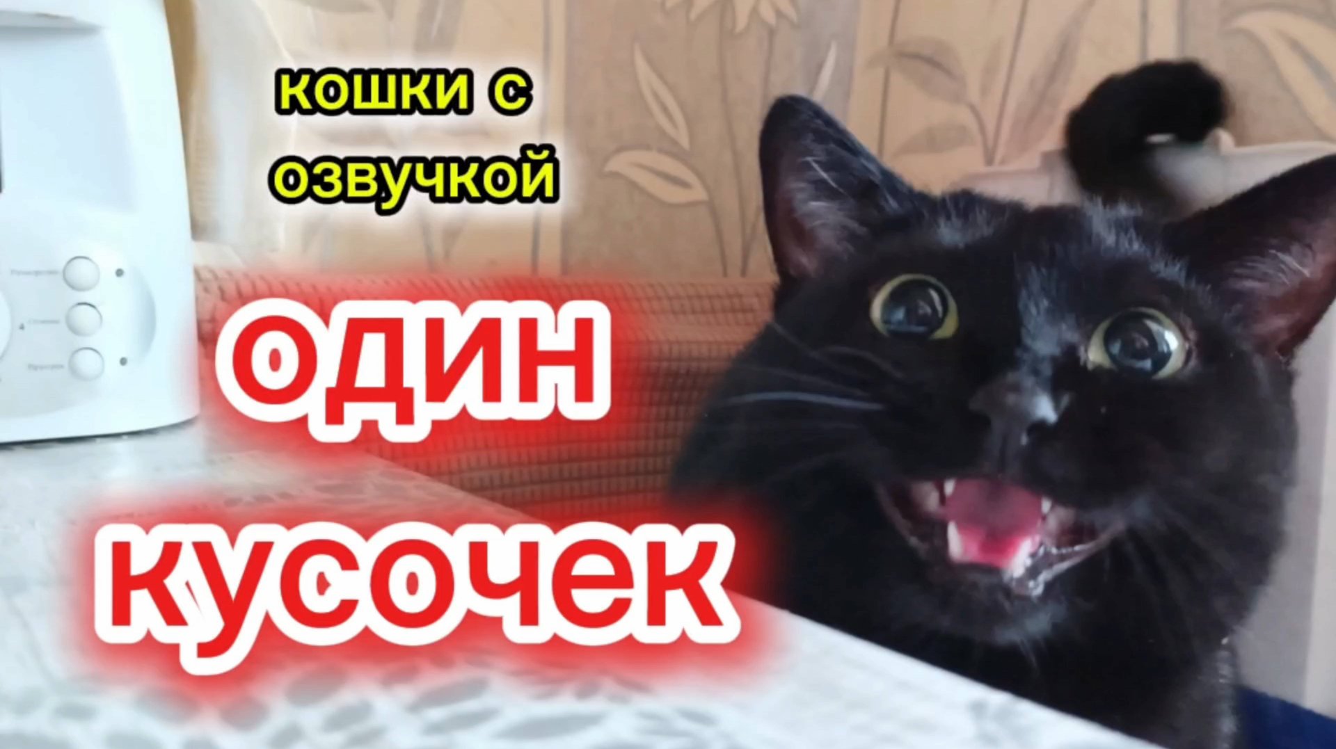 Кошки с озвучкой смотреть онлайн