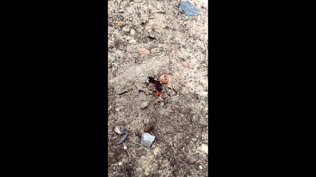 Одна из самых крупных ос - скопия. Живет тихо и уединенно, никого не трогает и никому не угрожает