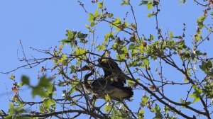 Гнездование серой цапли (Ardea cinerea) Босфора. Турция, г. Стамбул, парк Гюльхане. Май 2025г.