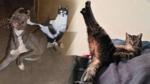 СМЕШНЫЕ КОТЫ И СОБАКИ | ЛУЧШИЕ ПРИКОЛЫ С КОТАМИ, КОШКИ, ЖИВОТНЫЕ
