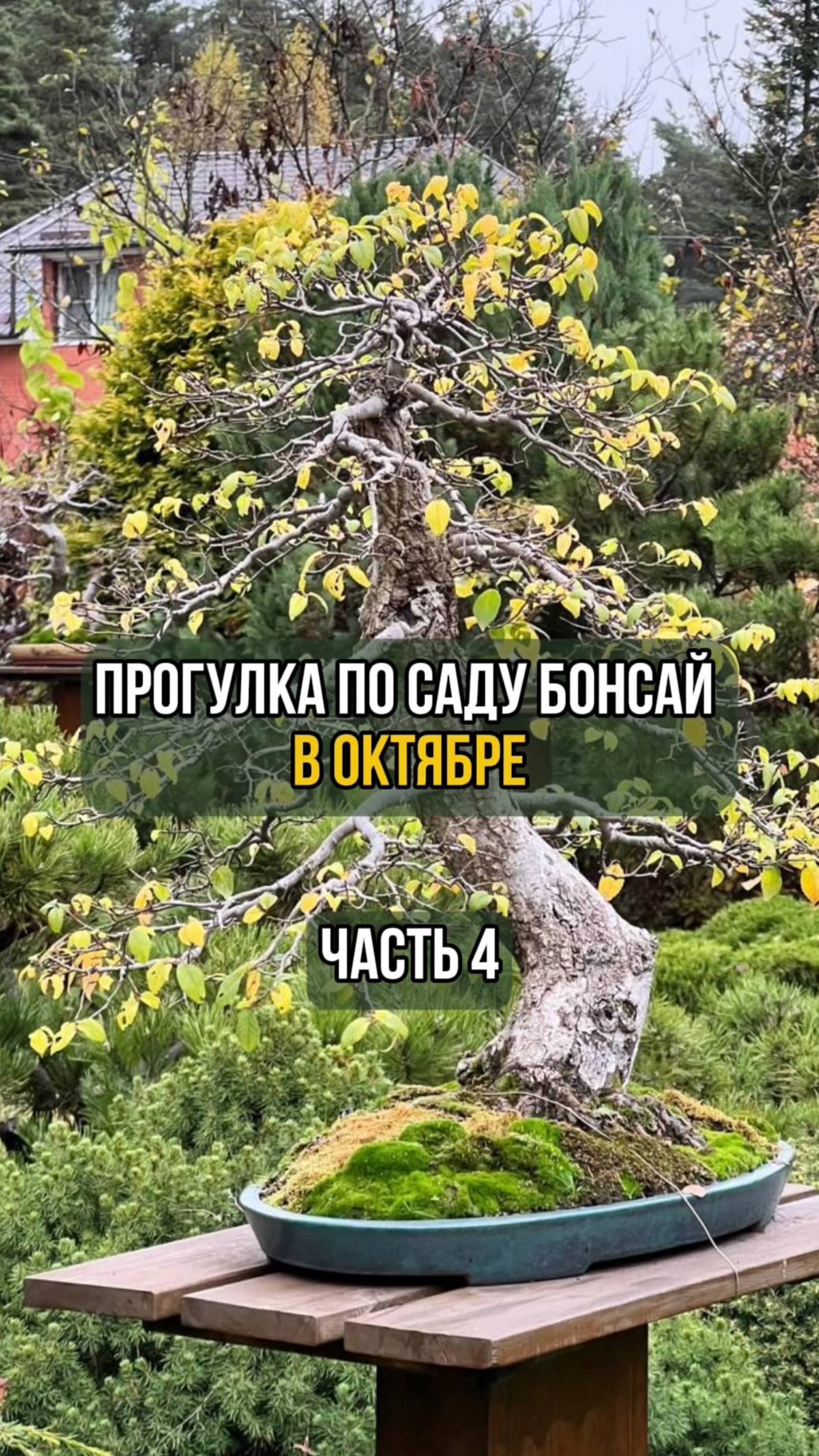 Прогулка по саду бонсай в октябре 🌳 часть 4 смотреть онлайн