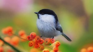 Звук природы. Птицы. Пение птицы Гаичка черноголовка в летнем лесу