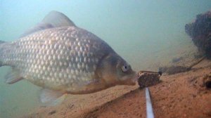 Реакция рыбы на жмых с КОНОПЛЕЙ! Подводная съемка