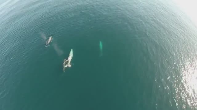 Почему море синее - познавательный мультфильм для детей