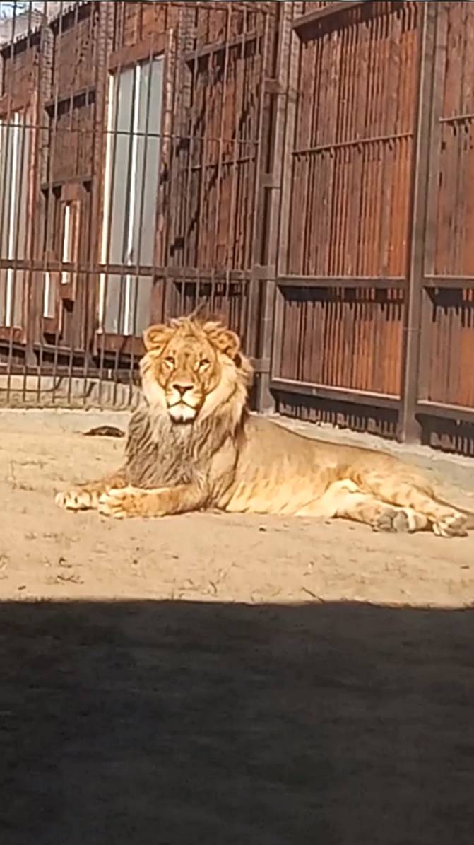 Царь в царских палатах. смотреть онлайн