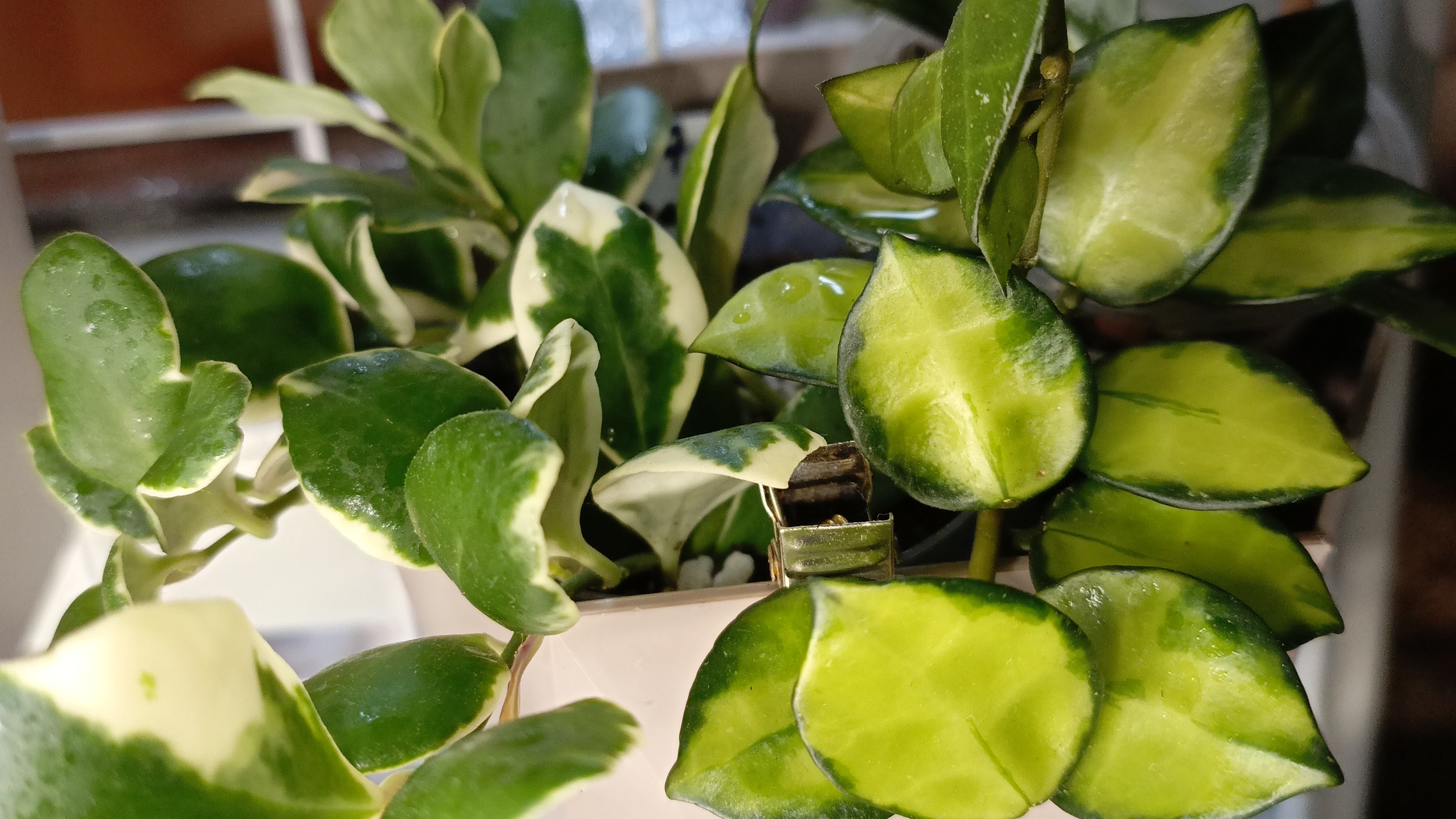 Мелколистные хойи и дисхидии, октябрь 2025 смотреть онлайн