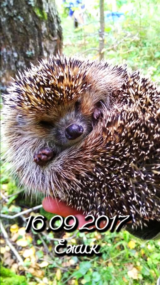 16.09.2017 Ежик