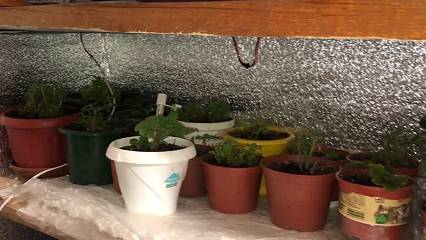 ХРАНЕНИЕ МАТОЧНИКОВ ПЕТУНИЙ И ДР. РАСТЕНИЙ ЗИМОЙ. смотреть онлайн