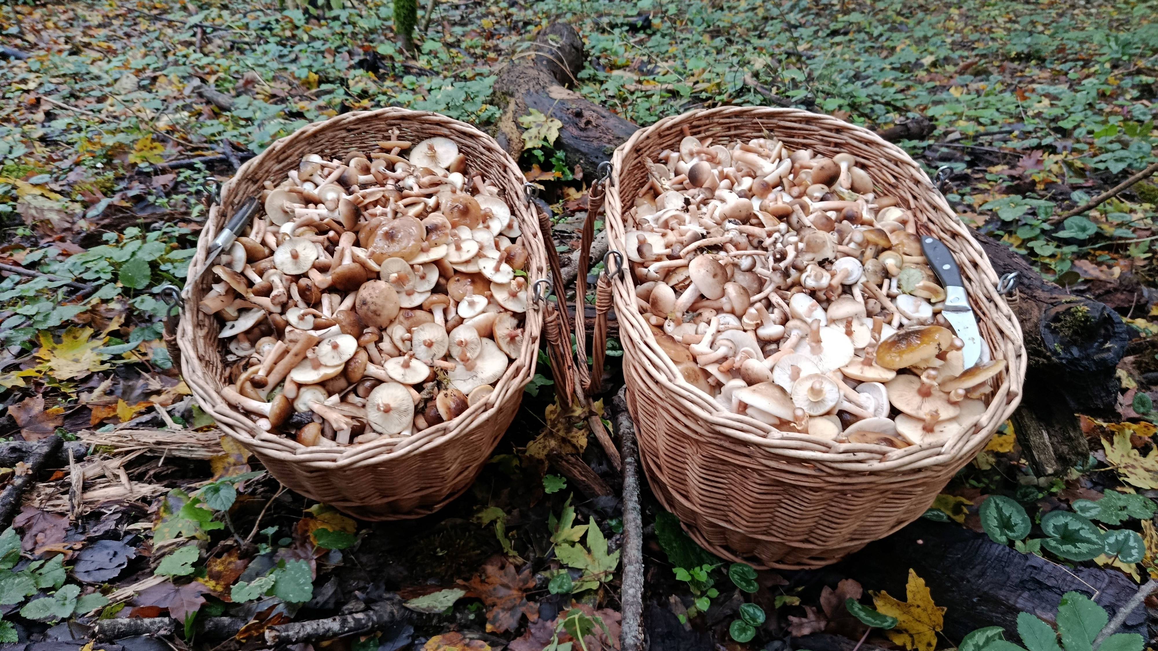 Успеть за 3 часа до темноты! ОПЯТА! По грибы 20 октября 2025 года. смотреть онлайн