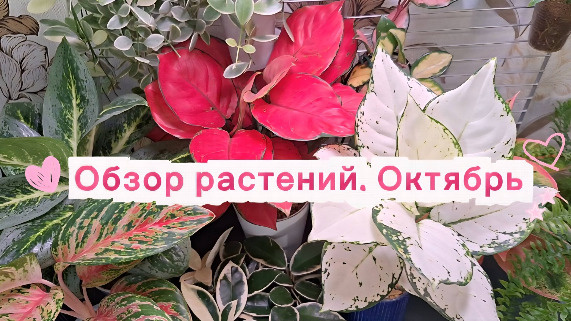 Обзор растений. ОКТЯБРЬ смотреть онлайн