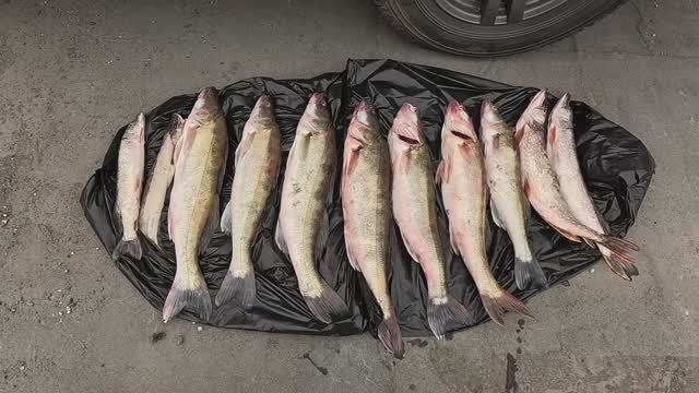 РЫБАЛКА В СЕНТЯБРЕ.Алтайский край. смотреть онлайн