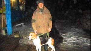 Русские пегие гончие Гайда Шнейдерман Ю.Г.и Альфа Смусев В.А.#охотасгончей#собака #топ #hunting.