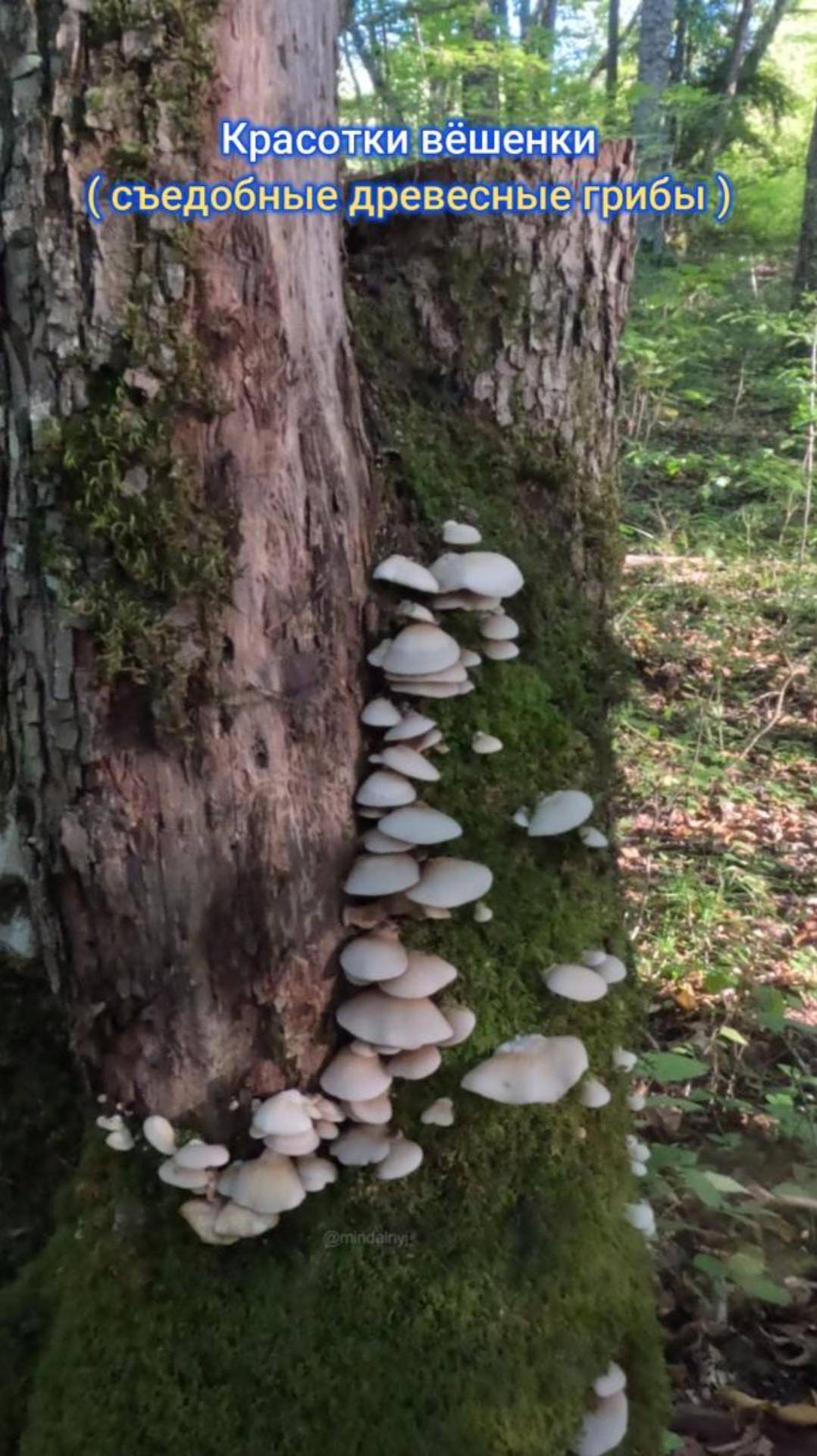 Древесные грибы вёшенки.