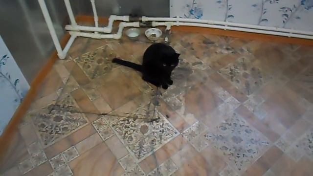 Чёрный кот .