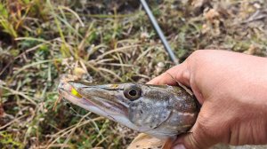 Первая вылазка по щуке! Рабалка на спиннинг в Астраханской области.
