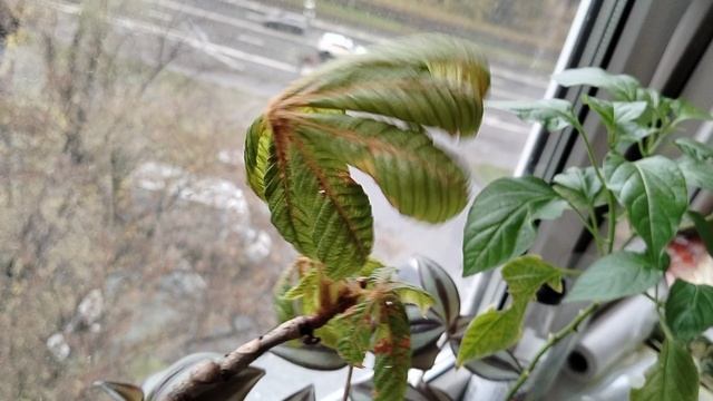 Каштан в воде почти 8 месяцев 20.10.2025 смотреть онлайн