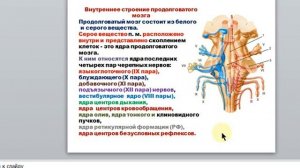 12.2 .Гаева С.Ж. Лекция 23 Продолговатый мозг расположение строение функции