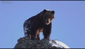 Дикая природа Западной Берингии.