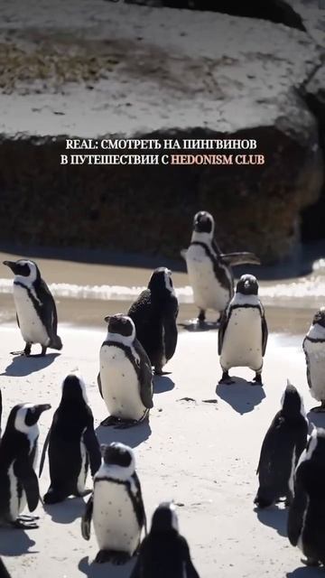 ХОТИТЕ ПРОГУЛЯТЬСЯ С ПИНГВИНАМИ? МЫ ЗНАЕМ, ГДЕ ЭТО ВОЗМОЖНО