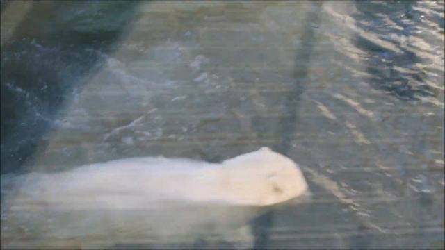 Вот и вторая медведица прыгнула в бассейн поиграть с лапой нерпы 16.10.2025 смотреть онлайн