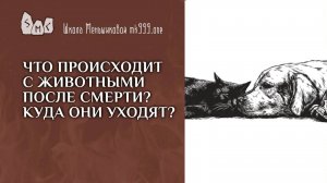 Что происходит с животными после смерти? Куда они уходят?