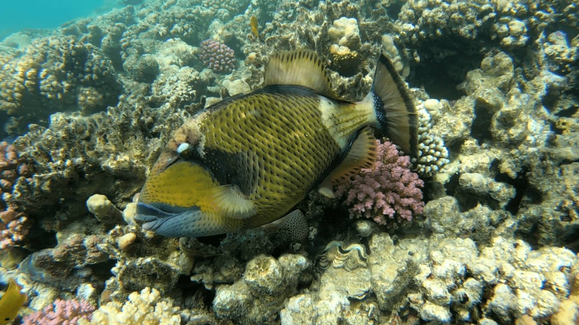 Mangrove Bay El Quseir Egypt
