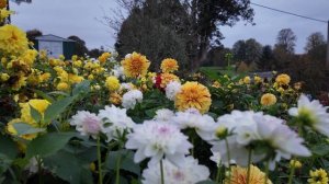 Осеннее утро в деревне Котсуолд – Тихая прогулка по английской сельской местности, Англия