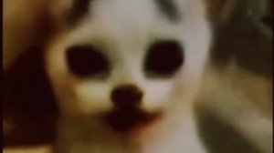 Появился значит в зоне чёрный сталкер