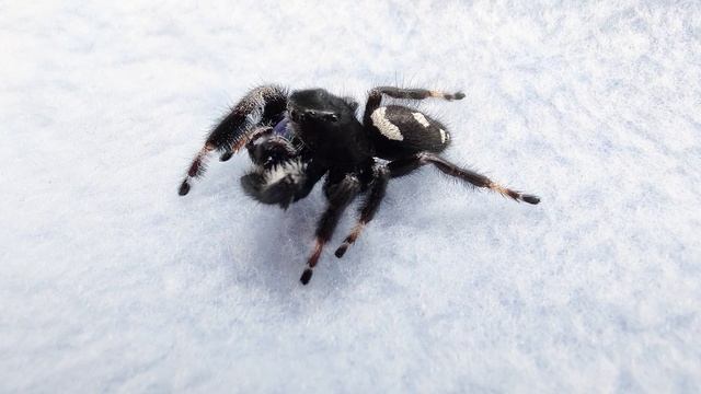 Паук скакунчик умывается. Самец Фергюс смотреть онлайн