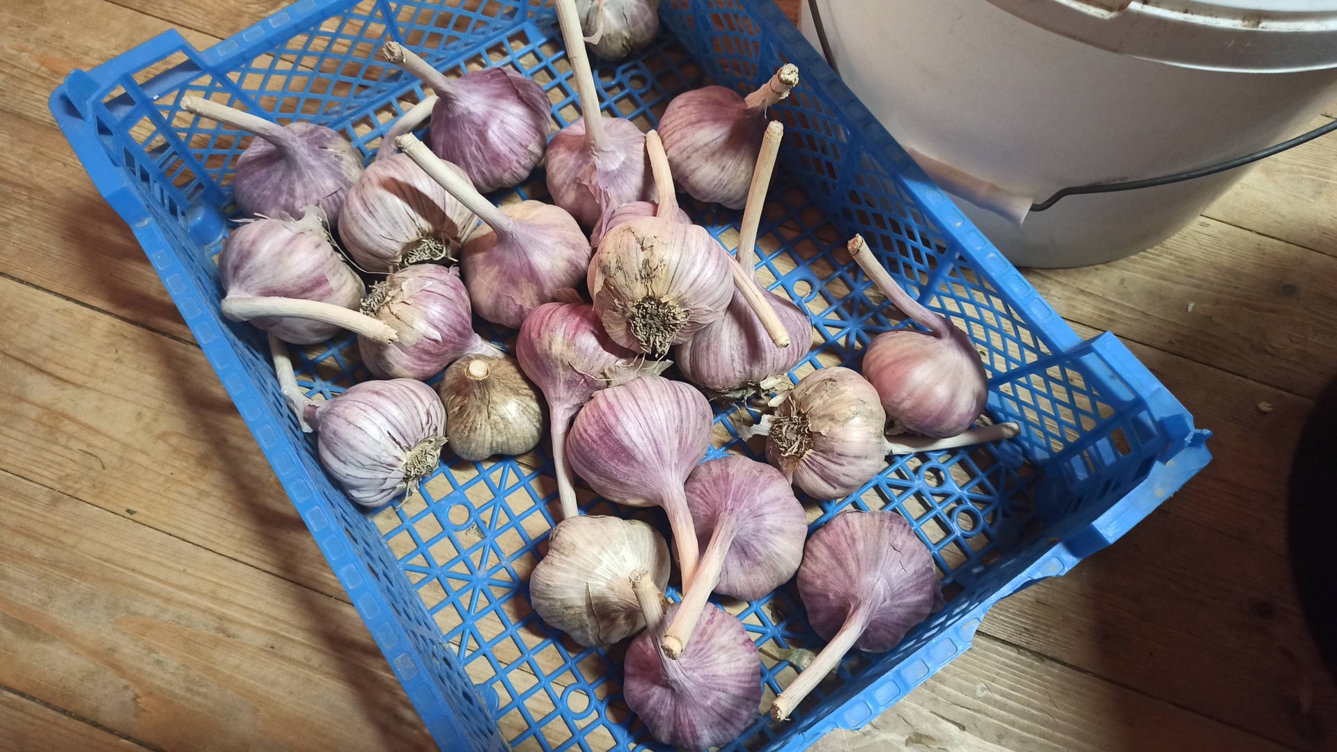 Подготовка грядок и посадка озимого чеснока! В этом году без замачивания но с горчичным жмыхом!