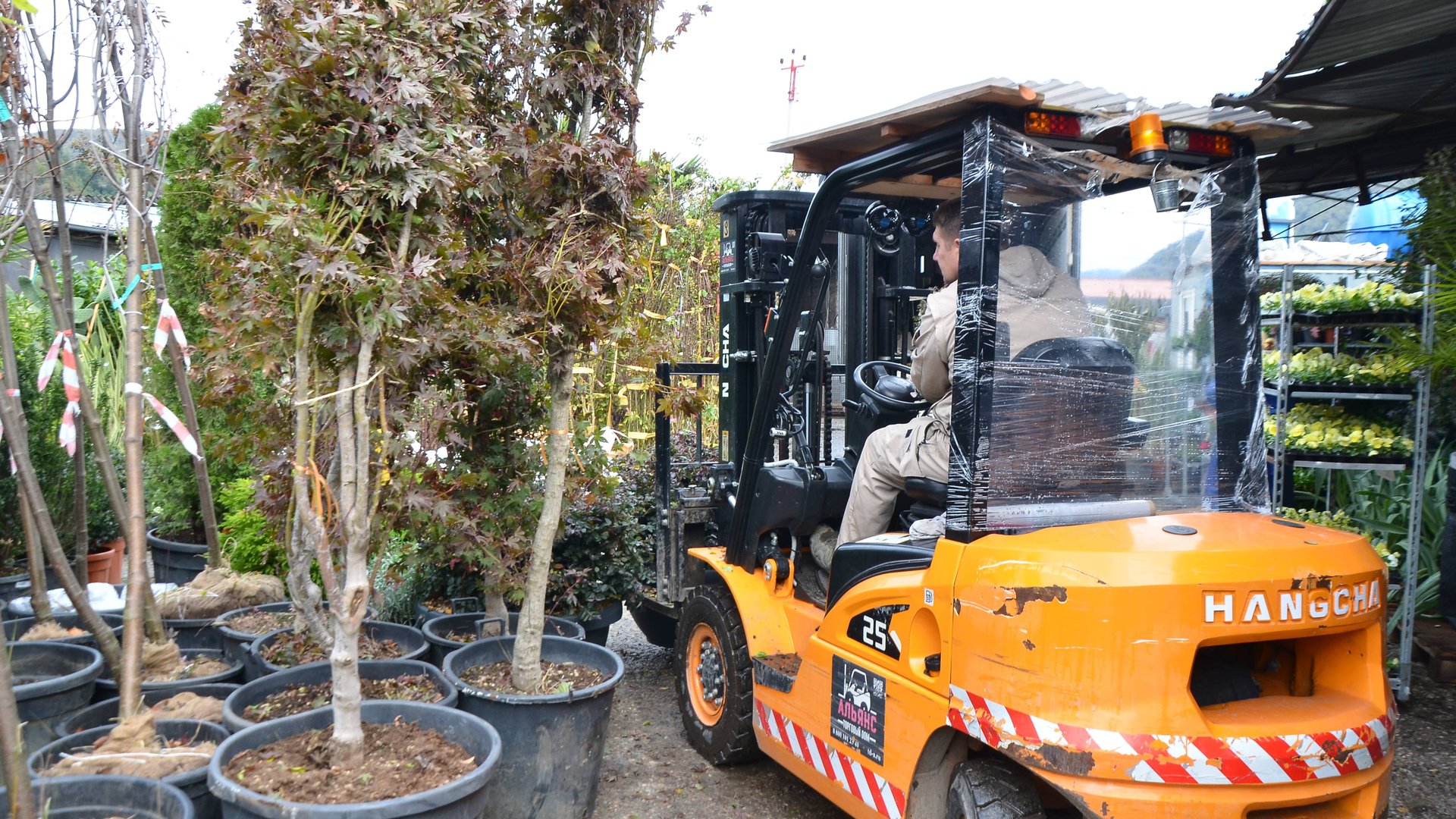 Растения для улицы из питомников Италии