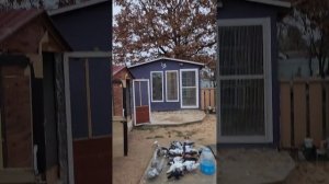 Самаркандские бойные голуби, случайно занесенные ветром судьбы, обрели новый дом в тверских краях.