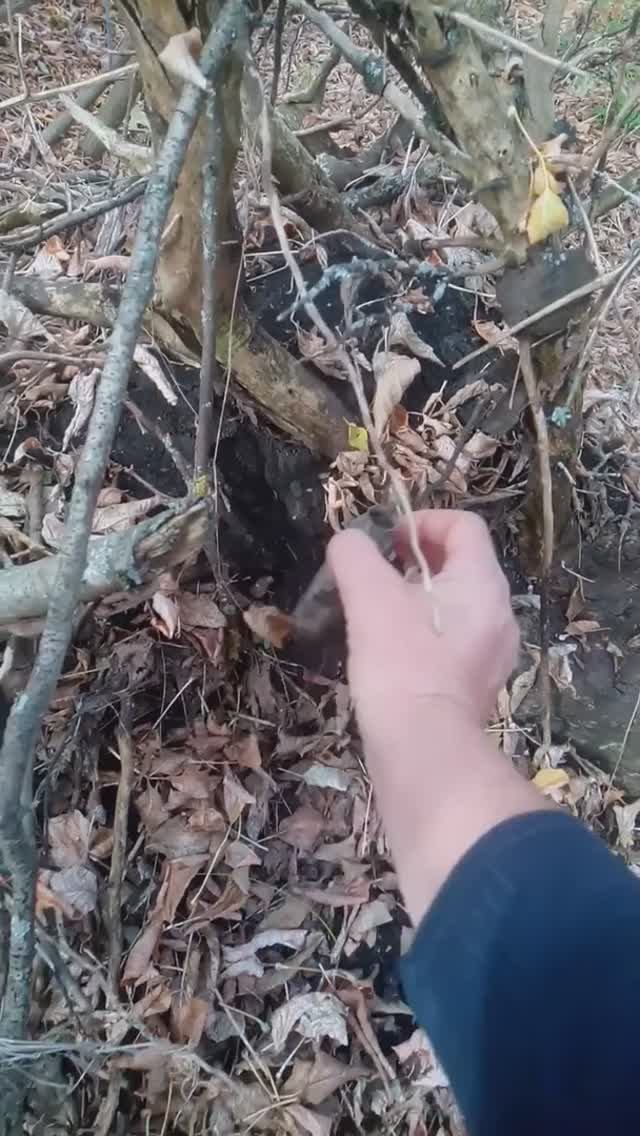 Обзор находки металопоиск на грибной прогулке