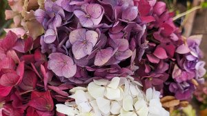 Подготовка крупнолистных гортензий к подвальной зимовке