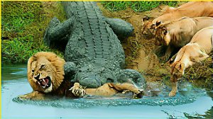 20 Безжалостных атак крокодилов