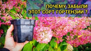 Этот сорт метельчатой гортензии может цвести до зимы: Строберри Блоссом 🌸