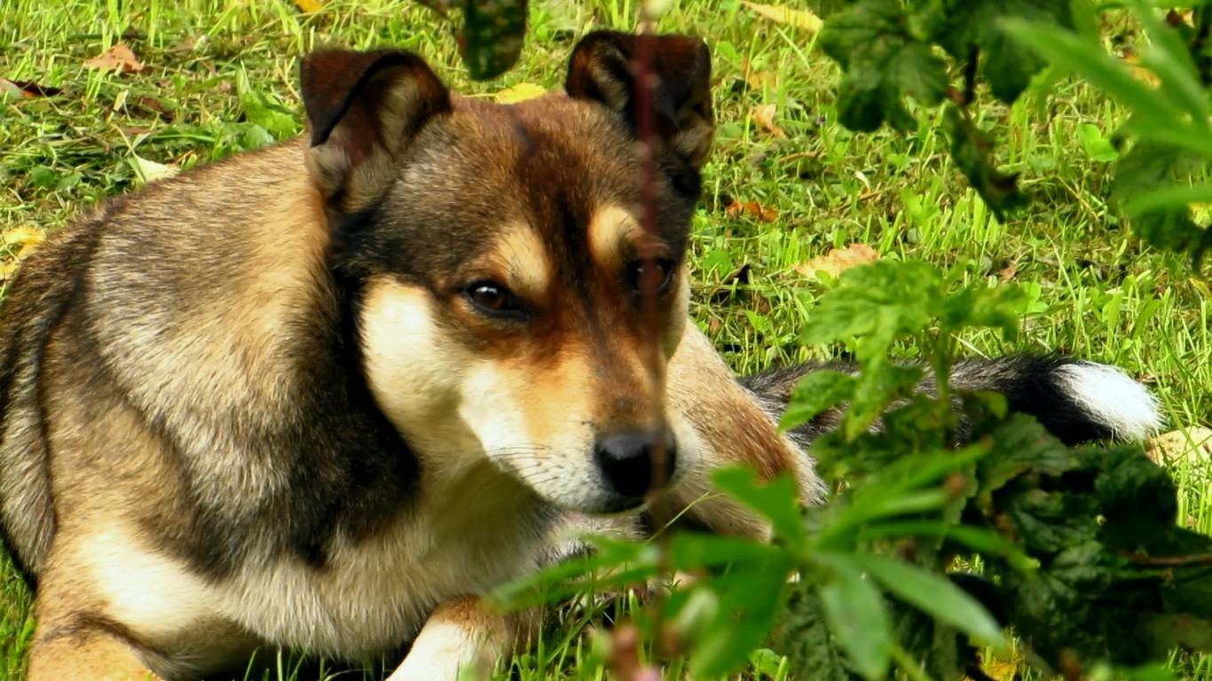 Рекс на прогулке (деревенский пёс)