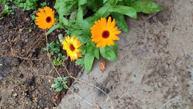 «Вести с полей» — закрытие сезона смотреть онлайн