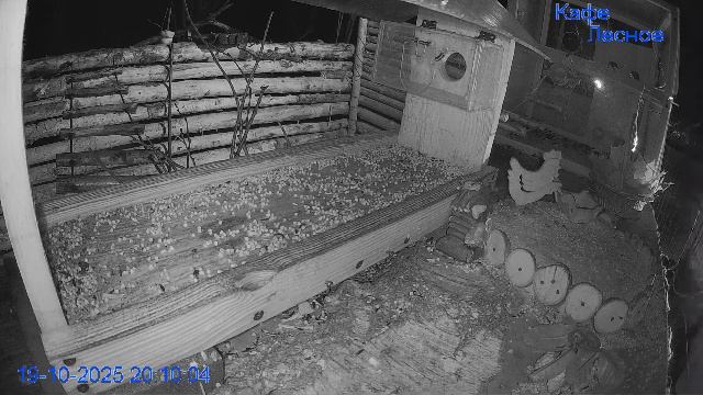 🔴24/7 Кормушка в лесу онлайн "Кафе Лесное" #Relaxing #природа #звуки леса #октябрь смотреть онлайн