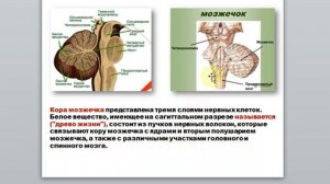 12 3. Гаева С.Ж. Лекция 24 Задний мозг расположение строение функции