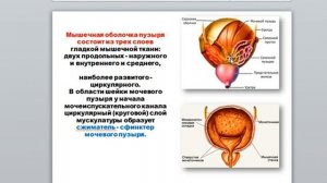 20 Гаева С.Ж.Лекция 22 ч 2 Анатомия мочевой системы